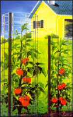 Tomato Wire